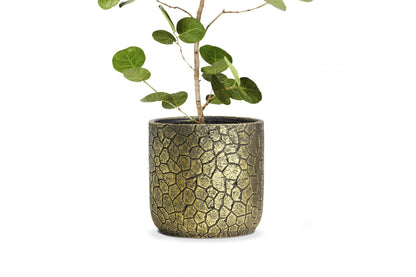 Celia Gold Cells 15cm