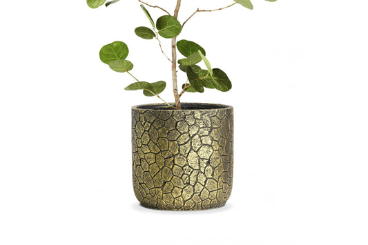 Celia Gold Cells 15cm